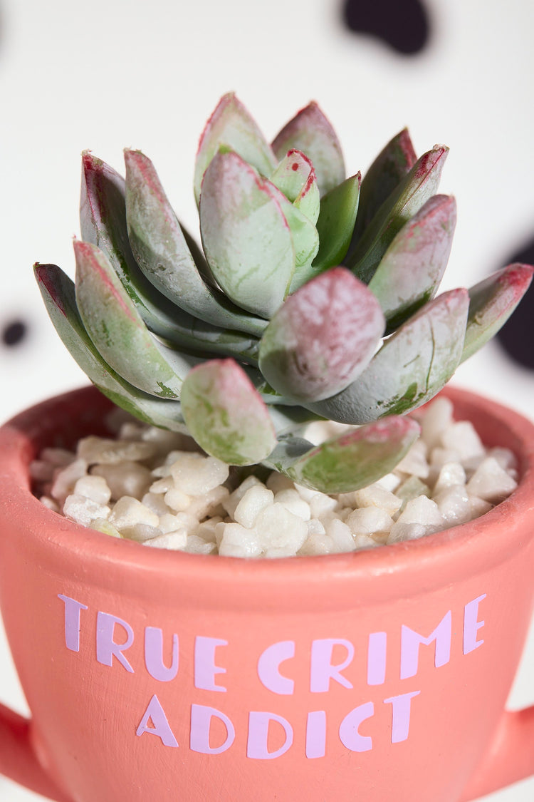 True Crime Addict Award